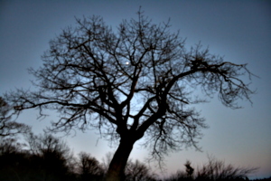 [picture: Tree with Moon 2]