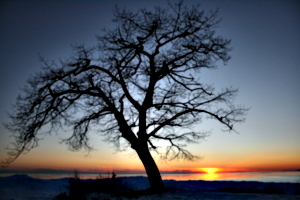 [picture: Winter Tree at Sunset]