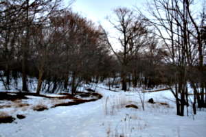 [picture: Winter forest]