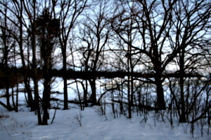 [picture: Winter trees]