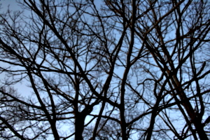 [picture: Looking up through the trees 2]