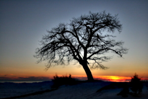 [picture: Point Petre Tree in Winter at Sunset 1]