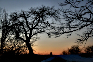 [picture: Point Petre Trees at Sunset 3]