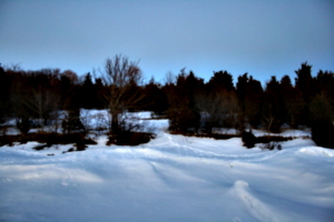 [picture: Winter trees 2]