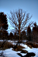 [picture: Winter tree with moon 2]
