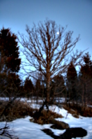 [picture: Winter tree with moon 3]