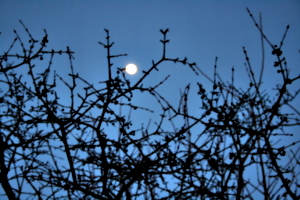 [picture: Moon through branches]