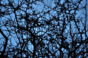 [picture: thorny branches texture]