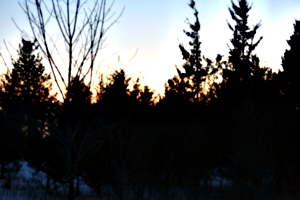 [picture: Sunset behind the trees]