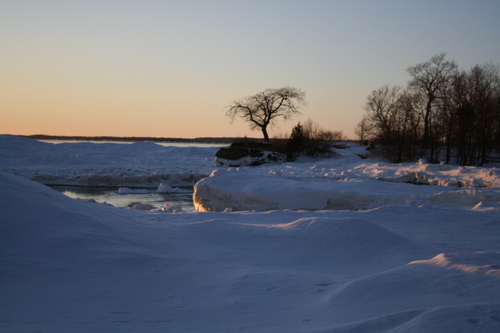 [Picture: Point Petre Tree in Winter 1]