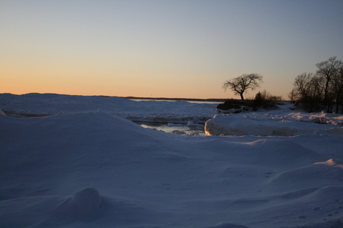 [Picture: Point Petre Tree in Winter 2]