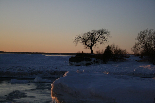 [Picture: Point Petre Tree in Winter 4]