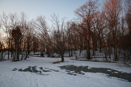 [Picture: Evening Winter Trees 2]