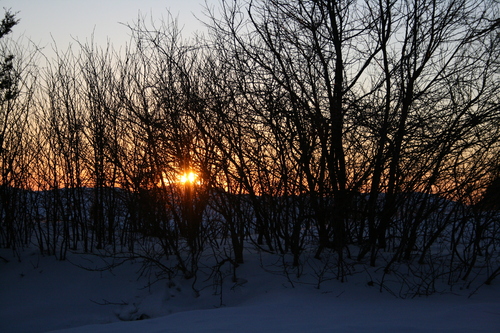 [Picture: Evening Winter Trees 3]