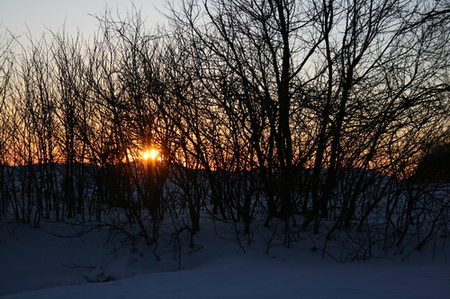 [Picture: Evening Winter Trees 4]