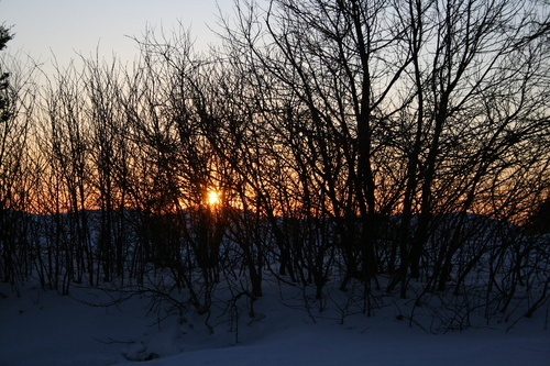 [Picture: Evening Winter Trees 5]