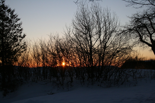 [Picture: Evening Winter Trees 6]