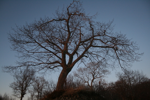 [Picture: Evening Winter Tree]