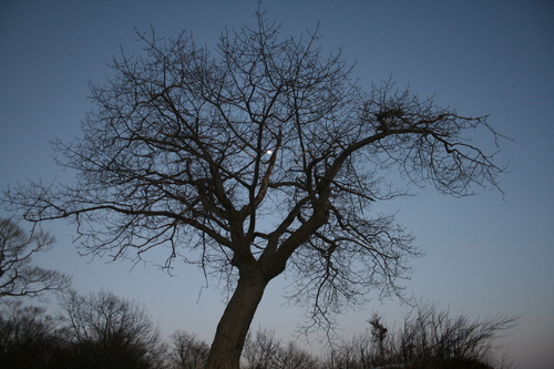 [Picture: Tree with Moon]