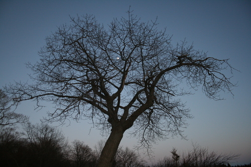 [Picture: Tree with Moon 2]
