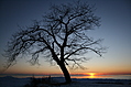 [Picture: Winter Tree at Sunset]