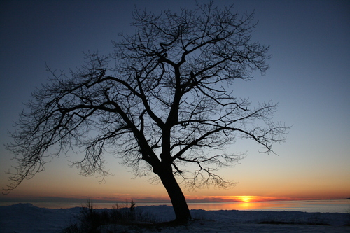 [Picture: Winter Tree at Sunset]