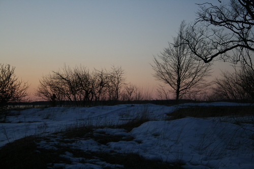 [Picture: Winter trees at the shore]