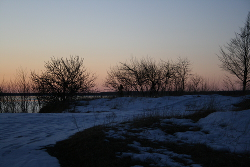 [Picture: Winter trees at the shore 2]