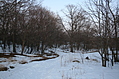 [Picture: Winter forest]