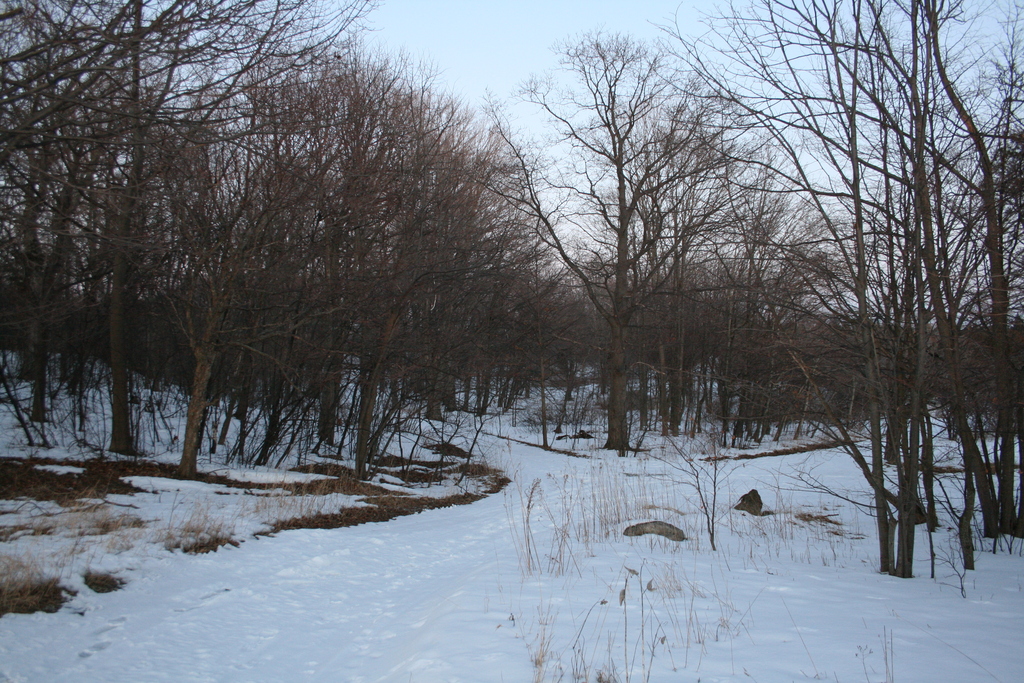 [Picture: Winter forest]