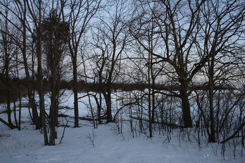 [Picture: Winter trees]