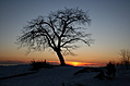 [Picture: Point Petre Tree at Sunset]