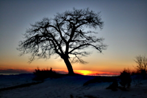 [Picture: Point Petre Tree at Sunset]
