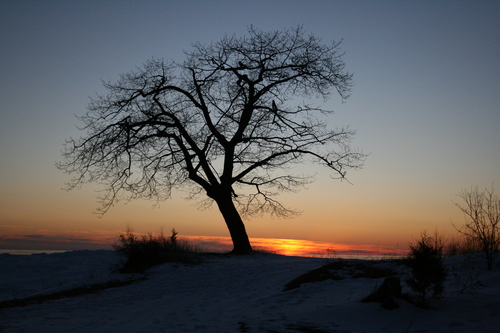 [Picture: Point Petre Tree at Sunset]