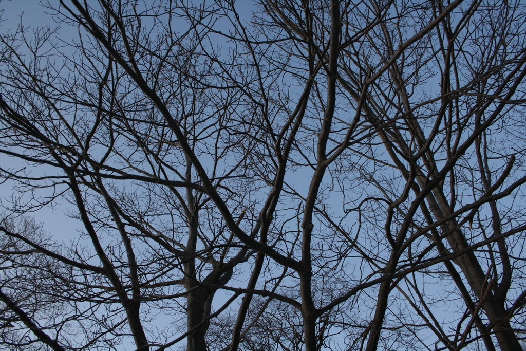 [Picture: Looking up through the trees 2]