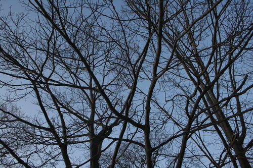[Picture: Looking up through the trees 2]