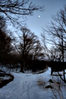 [Picture: Winter forest with moon 1]