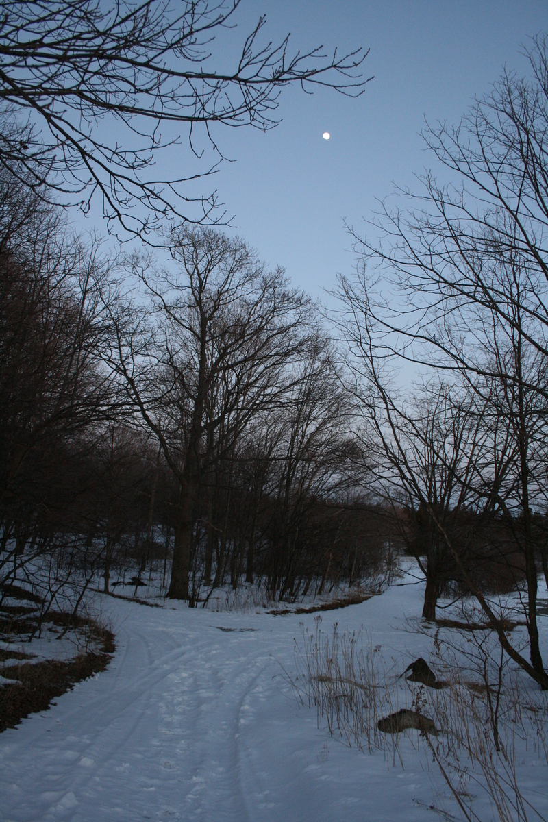 [Picture: Winter forest with moon 1]