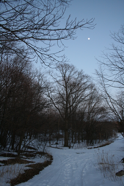 [Picture: Winter forest with moon 2]