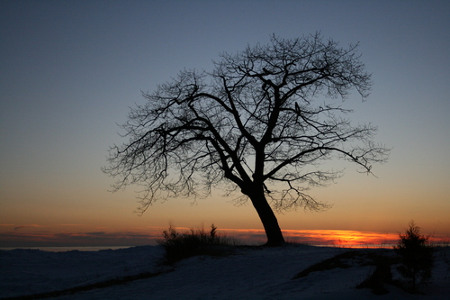 [Picture: Point Petre Tree in Winter at Sunset 1]