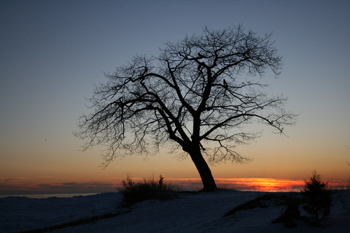[Picture: Point Petre Tree in Winter at Sunset 2]
