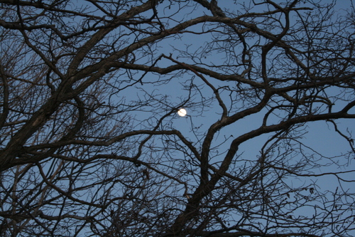 [Picture: Full moon through the branches]