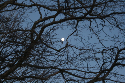 [Picture: Full moon through the branches 2]
