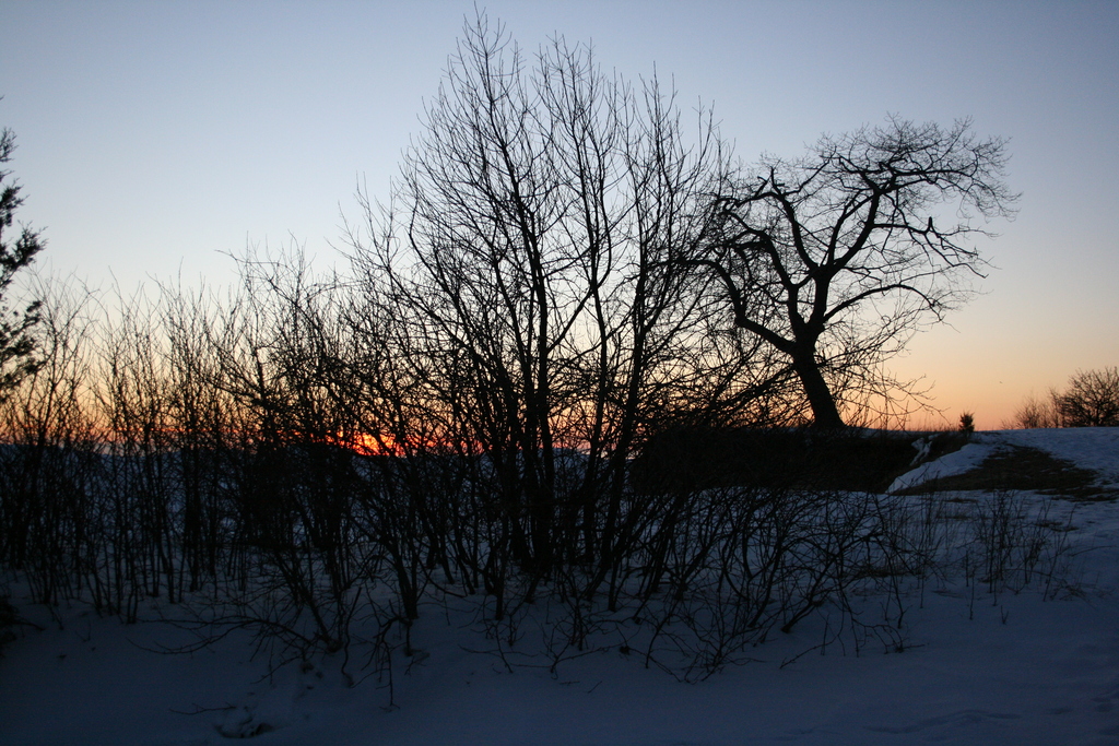 [Picture: Winter sunset trees]