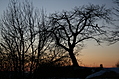 [Picture: Point Petre Trees at Sunset 1]