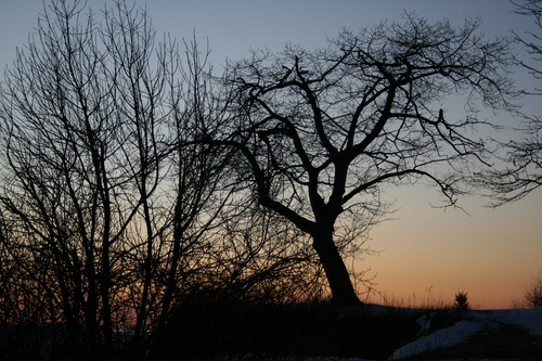 [Picture: Point Petre Trees at Sunset 1]