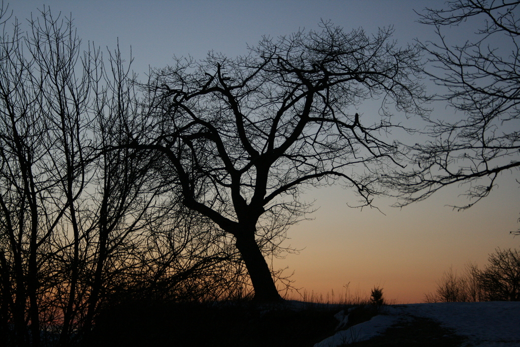 [Picture: Point Petre Trees at Sunset 2]