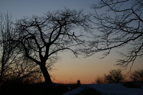 [Picture: Point Petre Trees at Sunset 3]