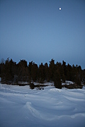 [Picture: Winter trees 1]
