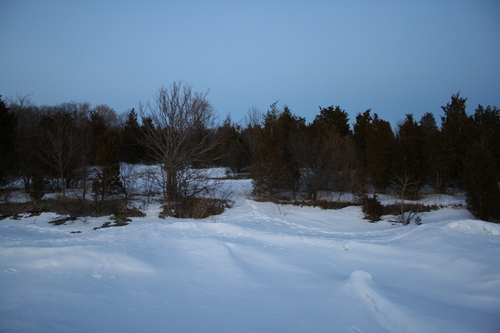 [Picture: Winter trees 2]